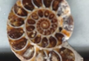 AMMONITES Fossil