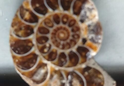 AMMONITES Fossil