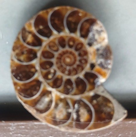 AMMONITES Fossil